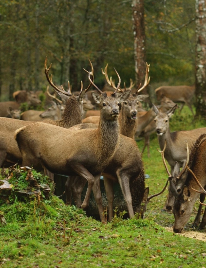 Tour por los senderos de la reserva Biológica HUilo Huilo