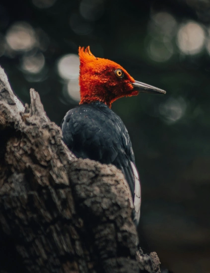 Paseo con raquetas entre araucarias al parque nacional Villarrica sendero lagunas andinas.