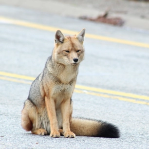 Paseo con raquetas entre araucarias al parque nacional Villarrica sendero lagunas andinas.