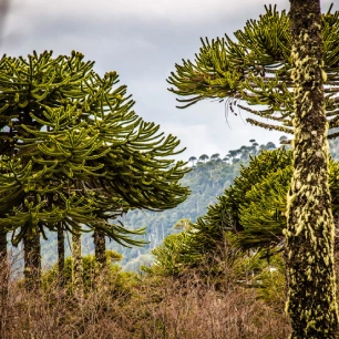 Paseo con raquetas entre araucarias al parque nacional Villarrica sendero lagunas andinas.