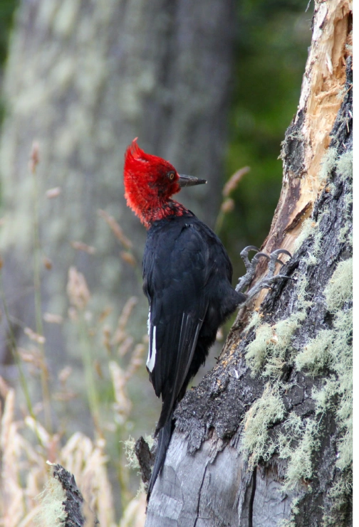 Hermoso Carpintero en el trekking parque nacional Villarrica sendero lagunas andinas