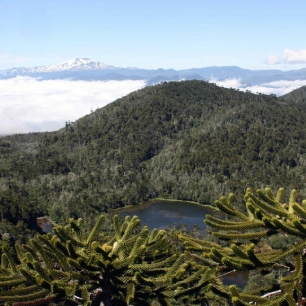 "Explora el Santuario El Cañi, Pucón. Camina por bosques nativos hasta llegar a miradores impresionantes y lagunas cristalinas. La mejor experiencia de trekking en Chile".