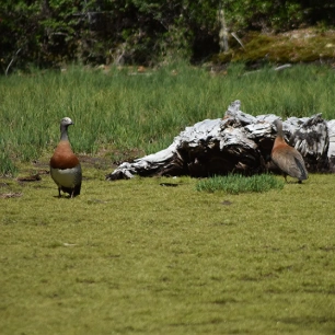 "Explora el Santuario El Cañi, Pucón. Camina por bosques nativos hasta llegar a miradores impresionantes y lagunas cristalinas. La mejor experiencia de trekking en Chile".