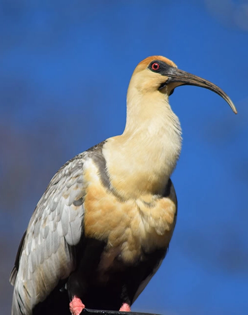 Vida silvestre en el Trekking Santuario El Cañi