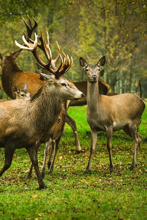Fauna en nuestros Tours por toda la zona del sur de chile