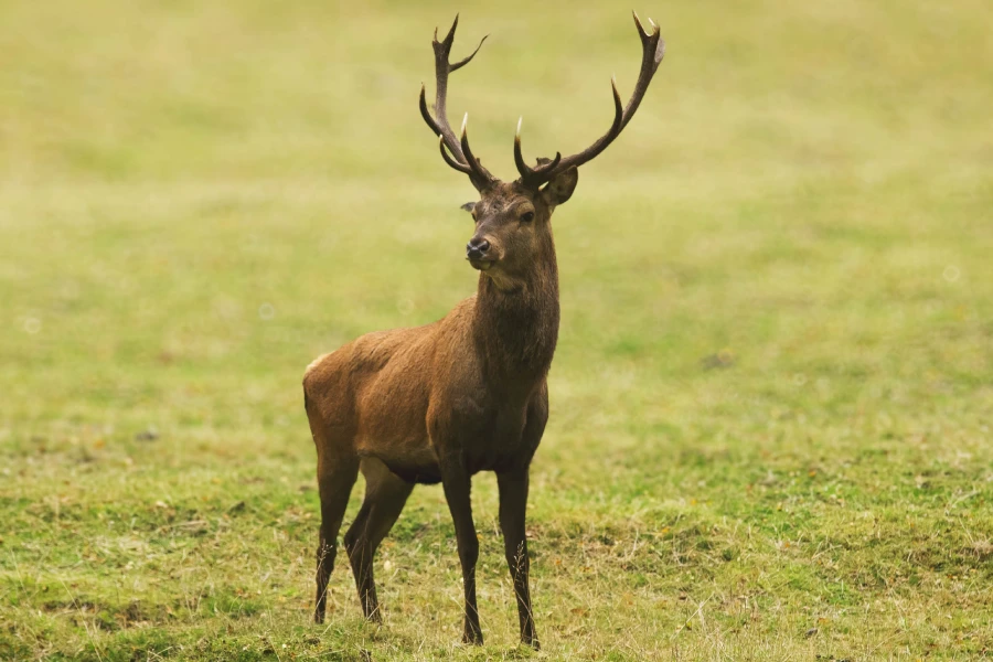 “Ciervo en la reserva avistado durante el tour a la reserva biológica Huilo Huilo.”