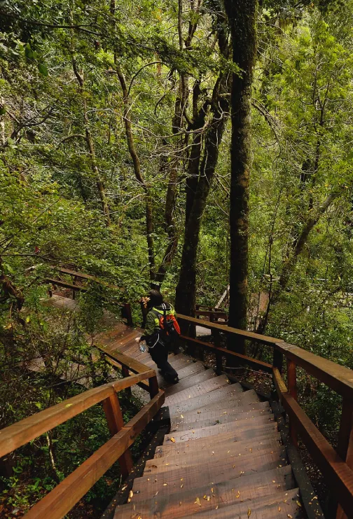 Senderos por el tour a la Reserva Biológica Huilo Huilo.