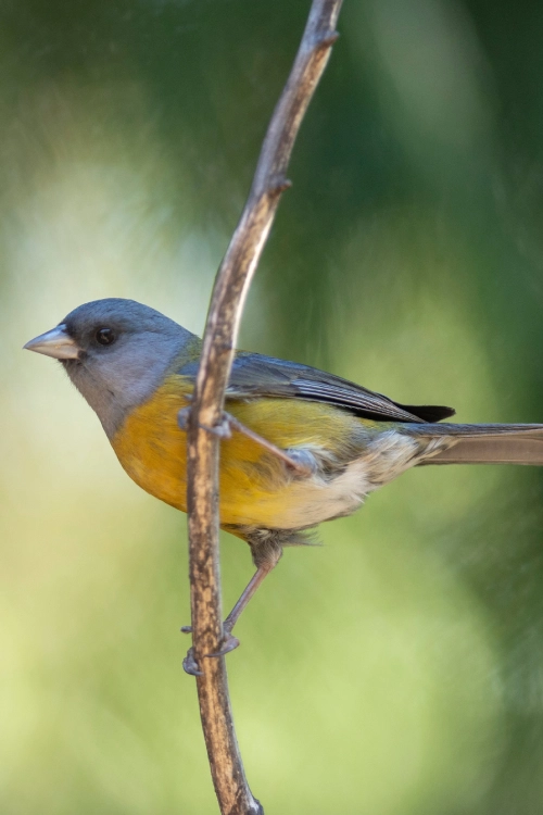 avistamientos de aves en trekking por parques y reservas nacionales en Pucón