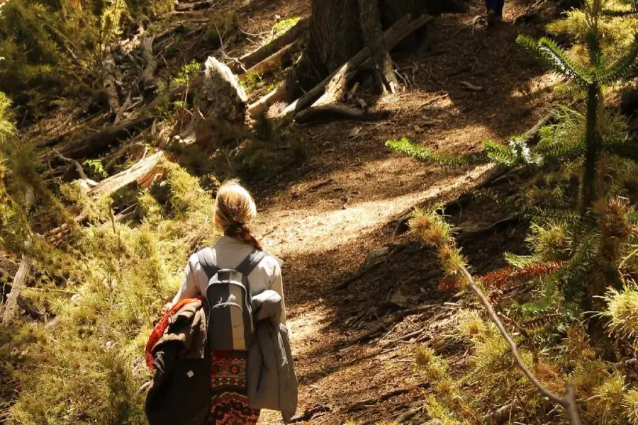 “Sendero natural entre árboles y montañas en el Trekking Parque Nacional Huerquehue Sendero Los Lagos.”