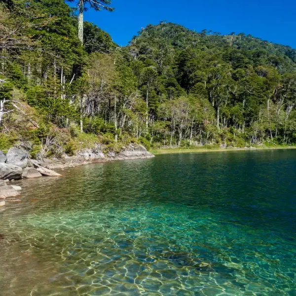 “Lagunas cristalinas con araucarias de fondo en el Trekking Parque Nacional Huerquehue Sendero Los Lagos.”