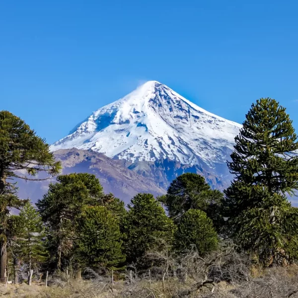 “Sendero entre araucarias con el volcán Lanín visible en el trekking Parque Nacional Villarrica Sendero Lagunas Andinas.”