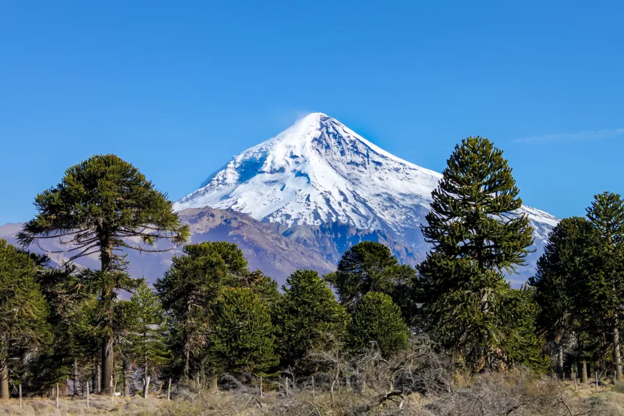 “Sendero entre araucarias con el volcán Lanín visible en el trekking Parque Nacional Villarrica Sendero Lagunas Andinas.”
