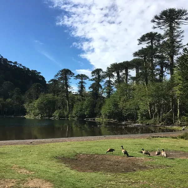 “Vida silvestre en entorno natural durante el Trekking Santuario El Cañi.”