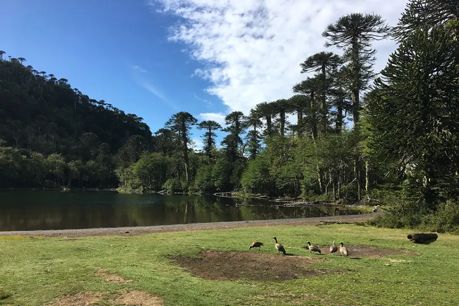 “Vida silvestre en entorno natural durante el Trekking Santuario El Cañi.”