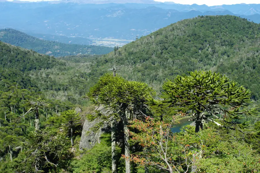“Vista panorámica desde la cumbre en el Trekking Santuario El Cañi.”