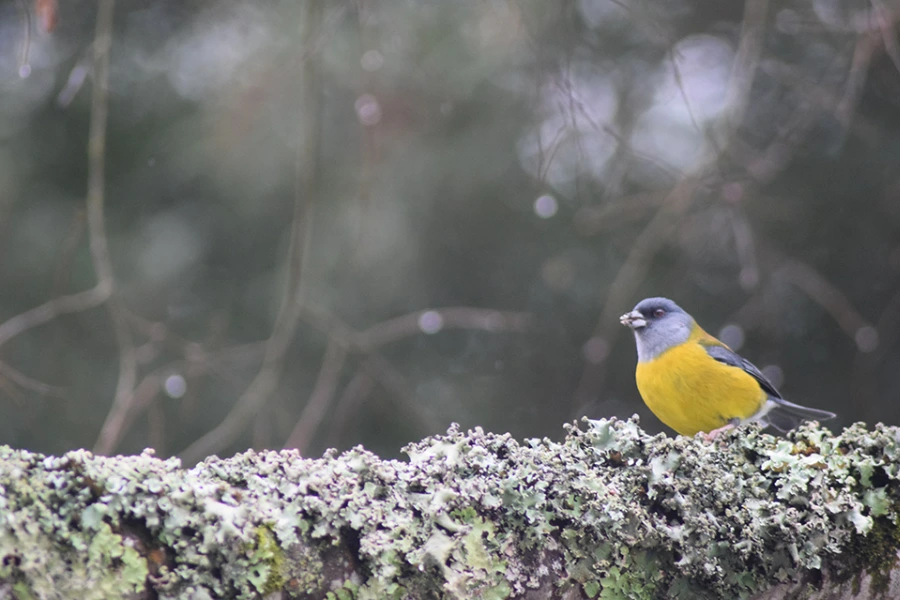“Avistamiento de ave en bosque nevado en el Trekking con Raquetas al Santuario el Cañi.”