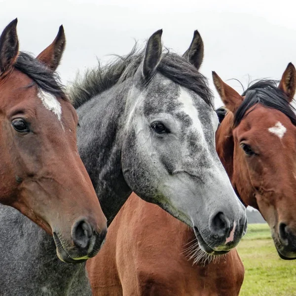 “Hermosos caballos de cabalgatas Fundo El Nogal en Pucón.”