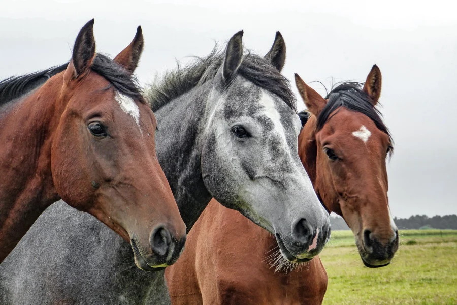 “Hermosos caballos de cabalgatas Fundo El Nogal en Pucón.”