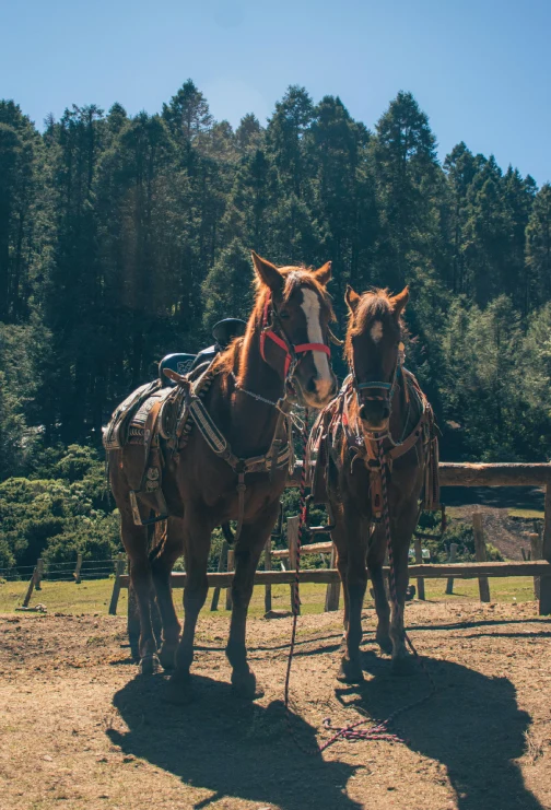 “Caballos y paisajes del sur de Chile en cabalgatas Fundo El Nogal.”